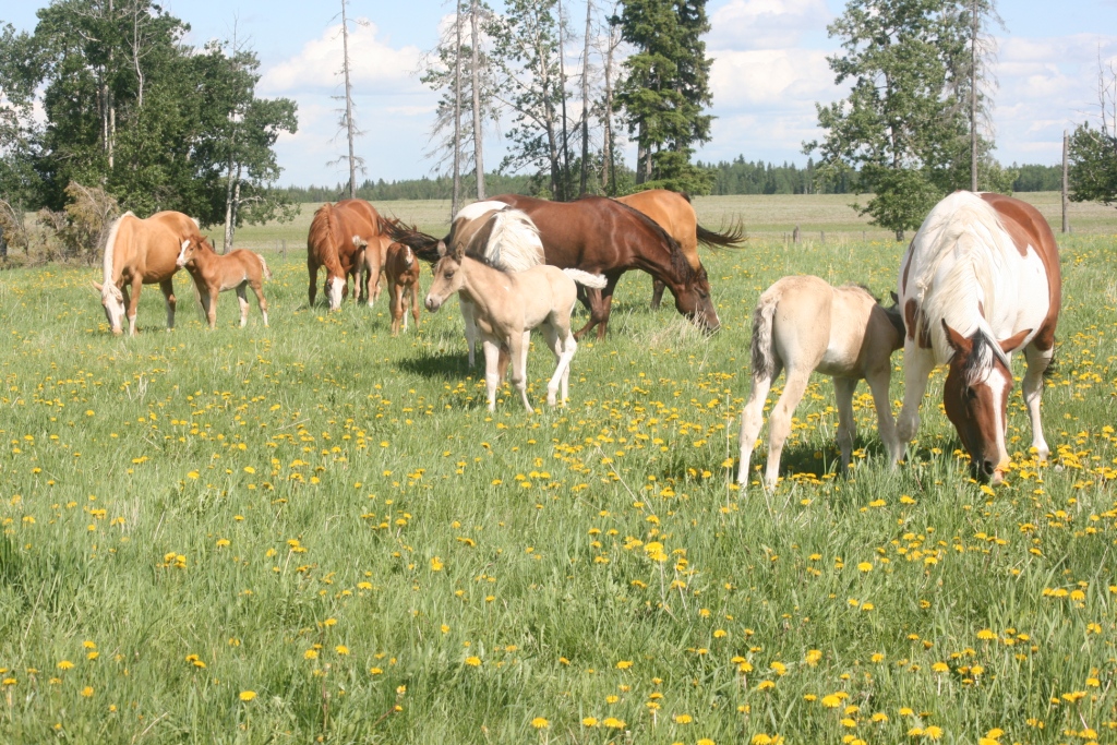 Kanadische Suffield Mustangs